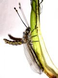 Bubopsis agrionoides